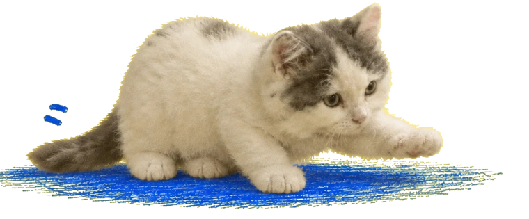 Michi crouched low on the blue rug, one paw reaching out.